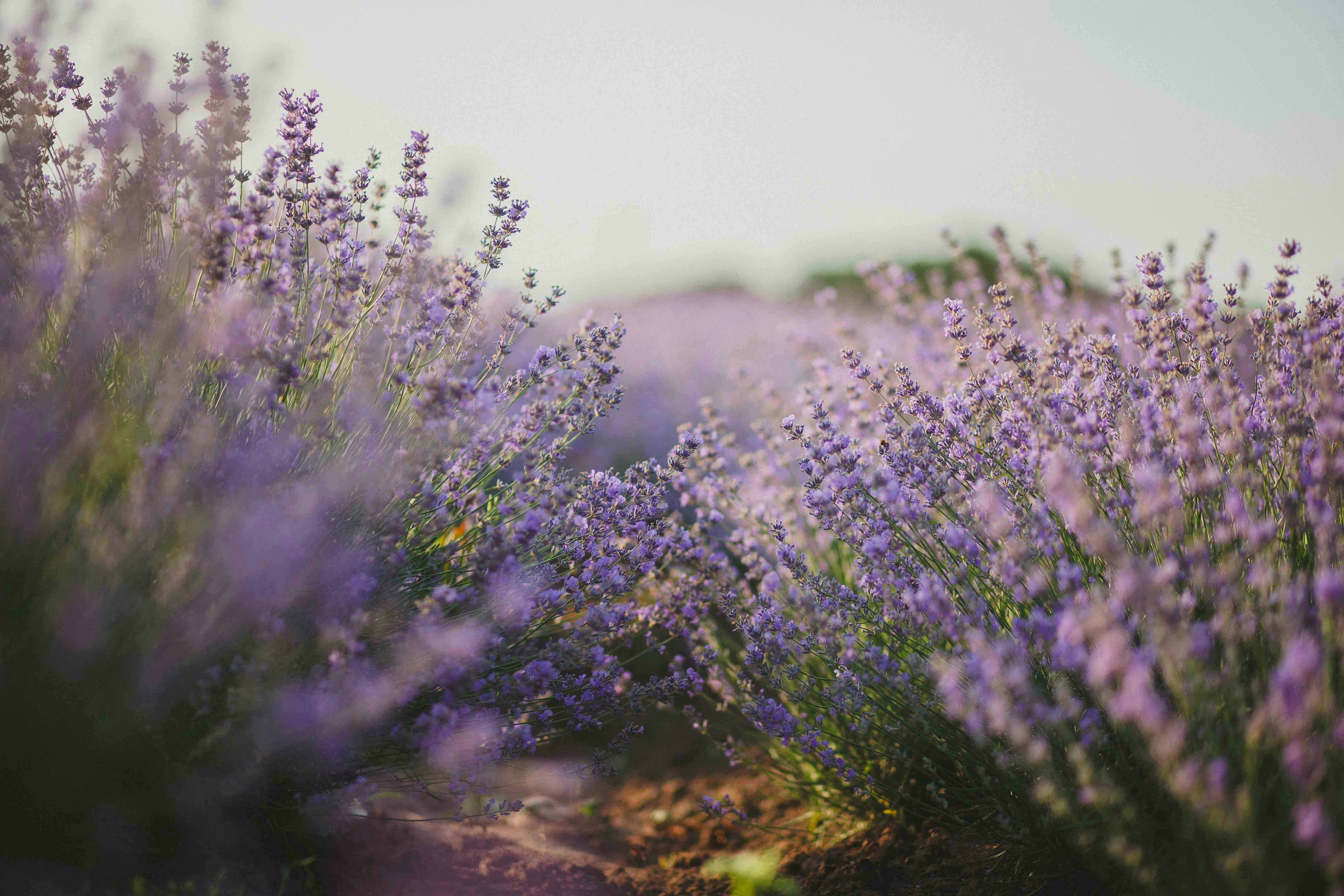 Fleur de lavande et lavandin