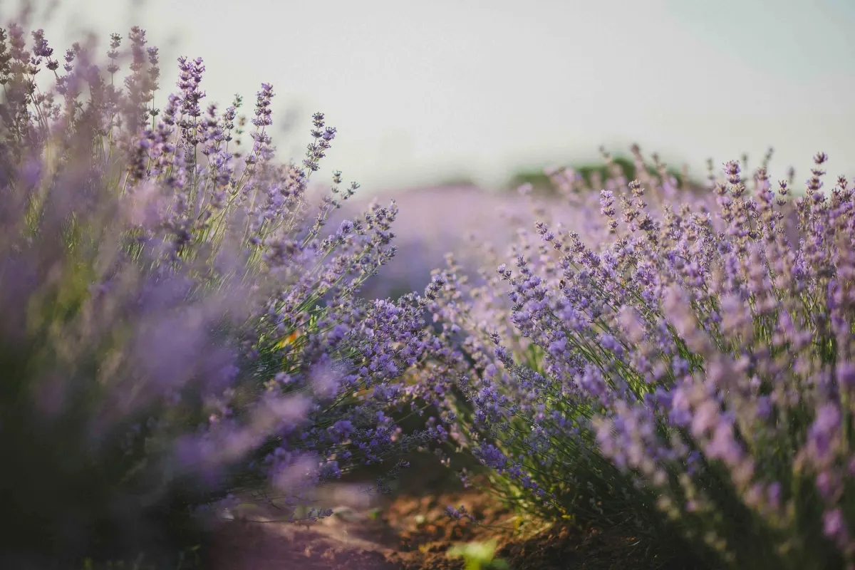 Fleur de lavande et lavandin
