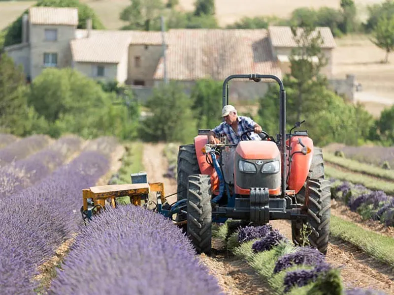 Tracteur dans un champ de lavande